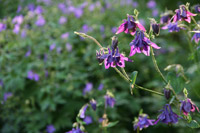 blumen