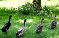 natur